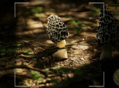 蘑菇爱好者狂喜！《羊肚菌猎人2》登陆Steam